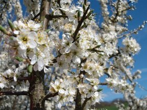 blackthorn blossom