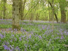 bluebell woods