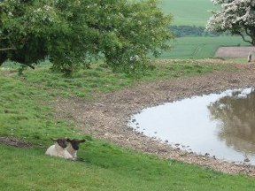 dew pond