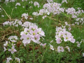 milkmaids