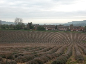 lavender fields