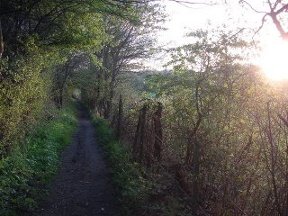 evening stroll