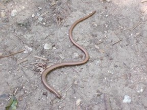 slow worm