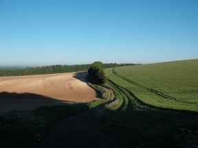 hampshire chalk