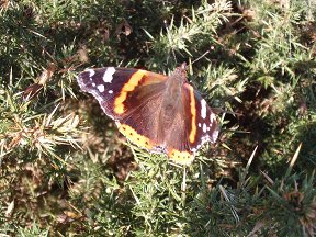 red admiral