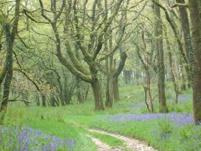 westcombe coppice