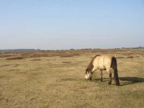 forest pony