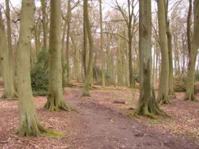 beech woods