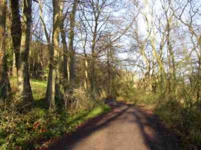 thickthorne wood