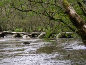 tarr steps