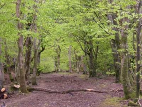 beech woods