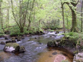 the teign near chagford