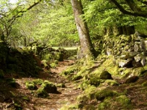 the road to the moor