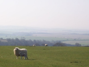 chalk uplands