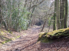 yalbury wood